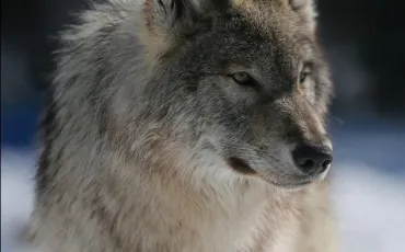 Quiz Loups