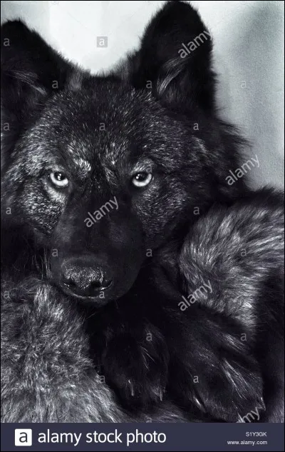 Quel est le nombre approximatif de loups en France ?