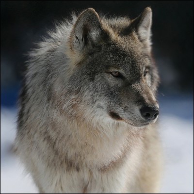Quelle est l'espérance de vie d'un loup ?