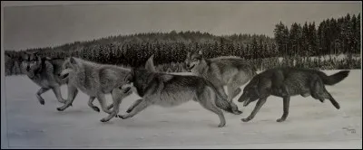 Combien de loups peuvent faire partie d'une meute ?