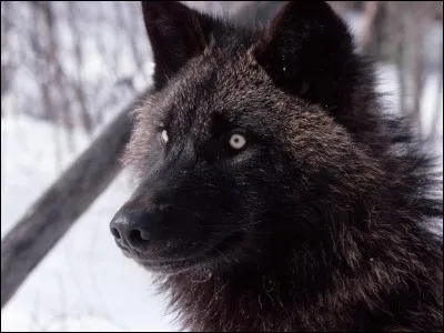 Comment appelle-t-on un loup âgé de 6 à 12 mois ?