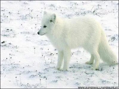 De quel continent le loup est-il originaire ?