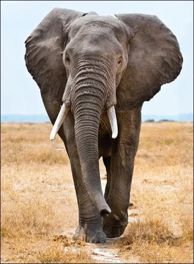 Les éléphants boivent en utilisant leur trompe comme une paille.
