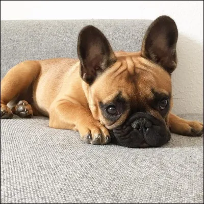 Quelle est la taille d'un bouledogue ?