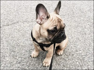Pourquoi un bouledogue ronfle-t-il ?
