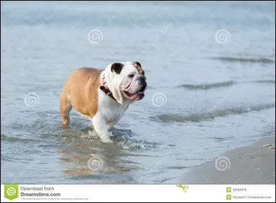 Le bouledogue s'est-il nagé ?