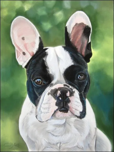 Le bouledogue a-t-il des problèmes respiratoires ?