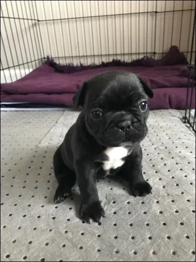 Les bouledogues sont plutôt des...