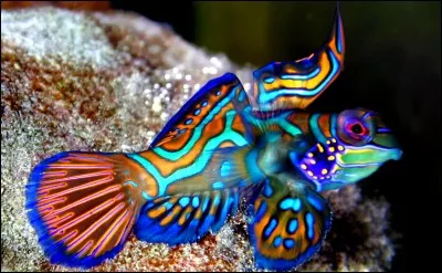 Quel est le nom de ce poisson ?