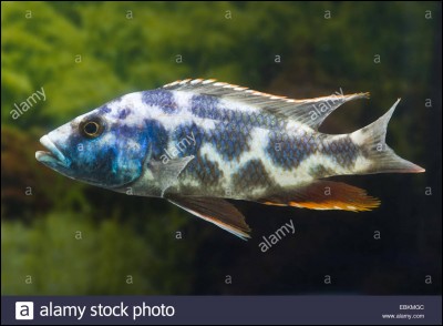Quel est le nom de ce poisson ?