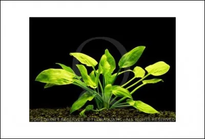 Quelle est cette plante ?