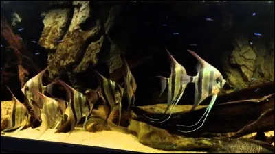 Quel est ce poisson ?