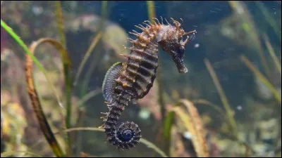 Qu'est-ce que c'est ?