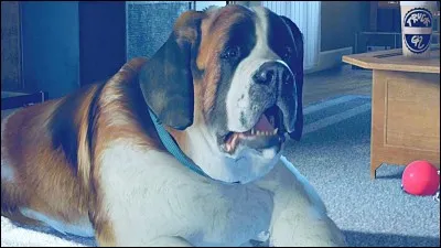 Comment s'appelle le chien d'Hank ?