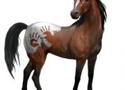 Quiz Les chevaux nomades d'Equideow