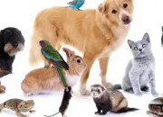 Test Dans quelle maison es-tu � Poudlard ?