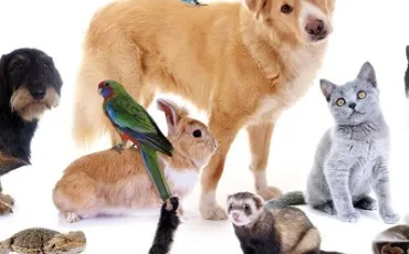 Quiz Test de personnalit�