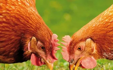 Quiz Animaux