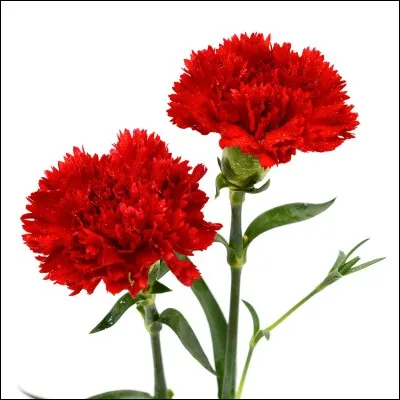 Pourquoi la révolution des illets s'appelait ainsi ?