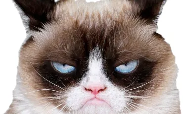 Quiz Animaux
