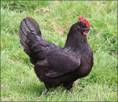 Les poules peuvent-elles croquer leurs aliments ?