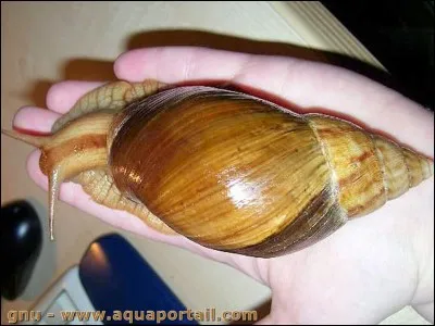 Est-ce réel ou imaginaire ?