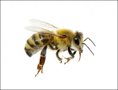Enfants : Cette image repr&eacute;sente une abeille.