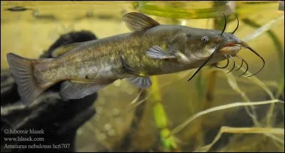 Identifiez ce poisson :