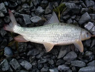 Identifiez ce poisson :