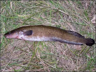 Identifiez ce poisson :