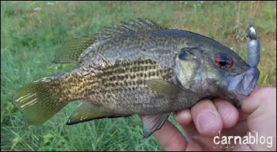 Identifiez ce poisson :