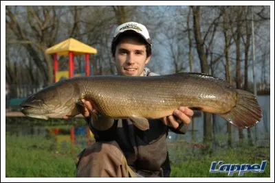 Identifiez ce poisson :