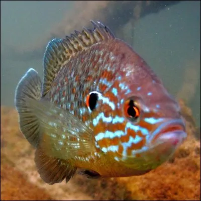 Identifiez ce poisson :