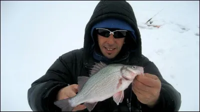 Identifiez ce poisson :