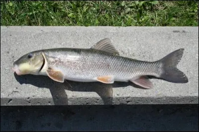 Identifiez ce poisson :