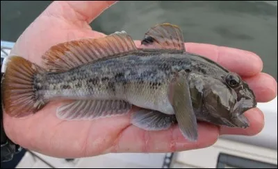 Identifiez ce poisson :