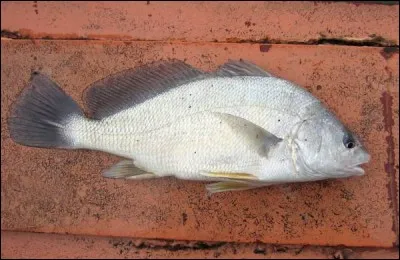 Identifiez ce poisson :