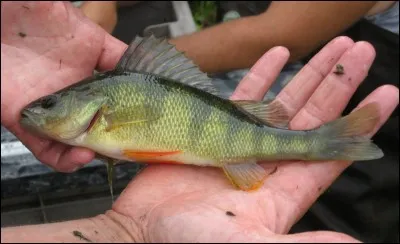 Identifiez ce poisson :