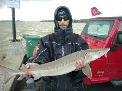 Identifiez ce poisson :