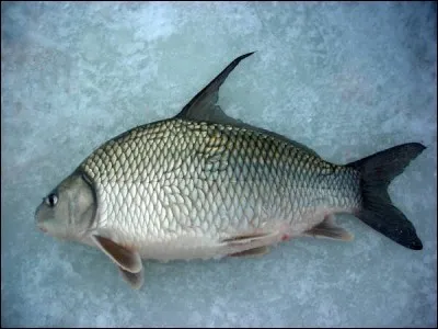 Identifiez ce poisson :