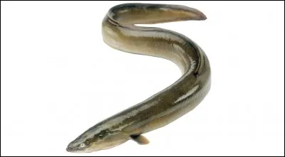 Identifiez ce poisson :