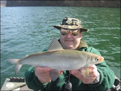 Identifiez ce poisson :