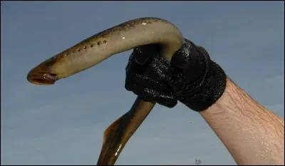 Identifiez ce poisson :