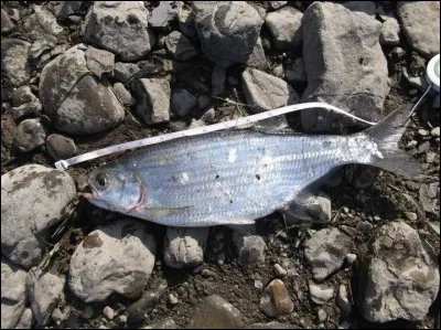 Identifiez ce poisson :