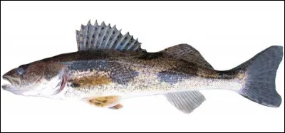 Identifiez ce poisson :