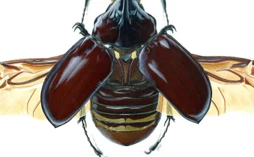 Quiz Insectes