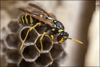 Quel est le nom de la famille des insectes à ailes membraneuses comme pour les Guêpes ?