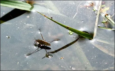 Pour les insectes qui ont des ailes composées de deux parties, quel est le nom de leur famille ?