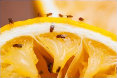 À quelle famille appartiennent les Moucherons ?