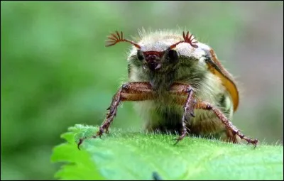 Comment appelle-t-on la famille d'insectes qui possède deux ailes dures protégeant deux ailes membraneuses ?